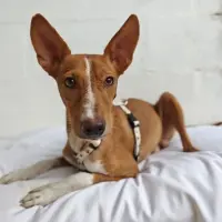 Adopta a Maiko