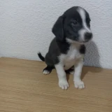 Adopta a Cacho