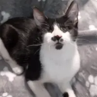 Adopta a Ying (Gata Ciega)