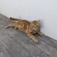 Adopta a Caramelo Mat