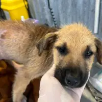 Adopta a Sito