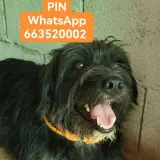 Adopta a Pin