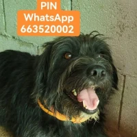 Adopta a Pin