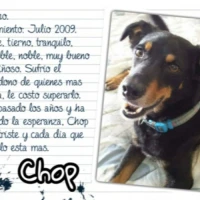 Adopta a Chop