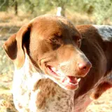 Adopta a Horus