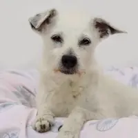 Adopta a Edurne