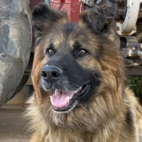 Adopta a Black
