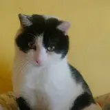 Adopta a Oreo