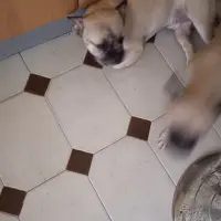 Adopta a Lulu Y Osito