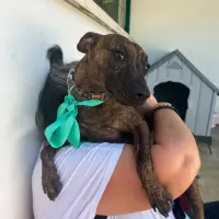 Adopta a Pistacho , Cachorro 7 Meses Tlf 645978718
