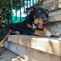 Adopta a Negrito