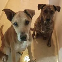 Adopta a Hada Y Rudy
