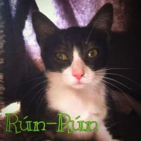 Adopta a Rún-Rún