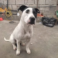 Adopta a Yadira Viracocha