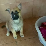 Adopta a Baela