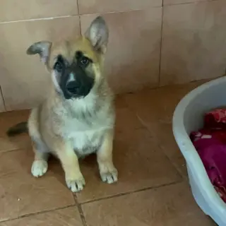 Baela