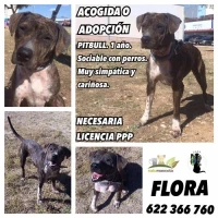 Adopta a Flora