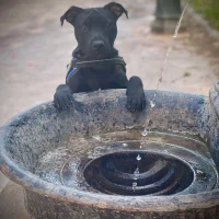 Adopta a D’spain Fuego Negro Top Gun (Drogon)