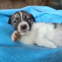 Adopta a Zeff