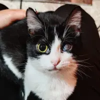 Adopta a Laya