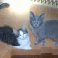 Adopta a Fénix Y Moon Mo