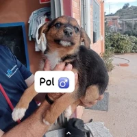 Adopta a Pol