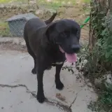Adopta a Sombra