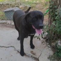 Adopta a Sombra
