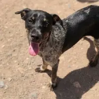 Adopta a Soja