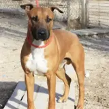 Adopta a Gordon
