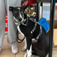 Adopta a Arwin