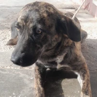 Adopta a Cervera