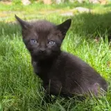 Adopta a Camada Gatos