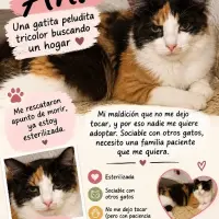 Adopta a Ani