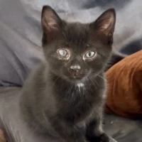 Adopta a Oporto