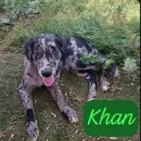Adopta a Khan