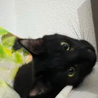 Adopta a Desdentao