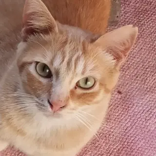 Ronnie