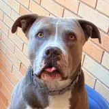 Adopta a Rocco