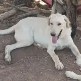 Adopta a Ceres