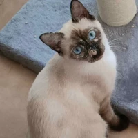 Adopta a Capuchino