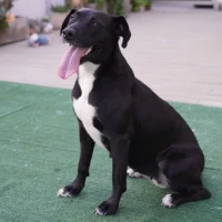 Adopta a Vienna