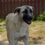Adopta a Zira