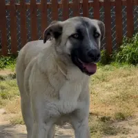 Adopta a Zira