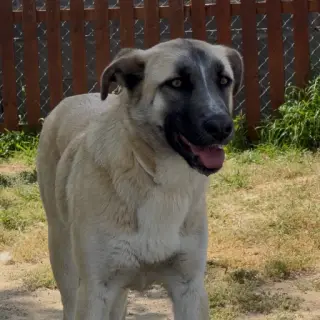 Zira