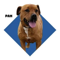 Adopta a Pan