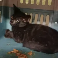 Adopta a Mcqueen