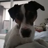 Adopta a Piru