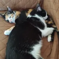 Adopta a Tom Y Maggie