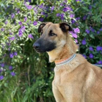 Adopta a Nitro